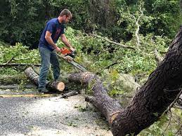 How Our Tree Care Process Works  in  Morton Grove, IL
