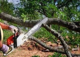 Best Tree Maintenance Programs  in Morton Grove, IL