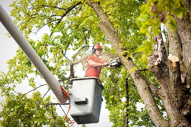 Best Tree Preservation Services  in Morton Grove, IL